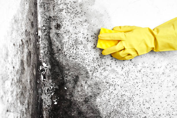 Best Real Estate Mold Inspection  in La Cygne, KS